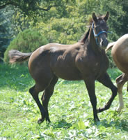 9 9 07 Prancingsmokeyblackfilly