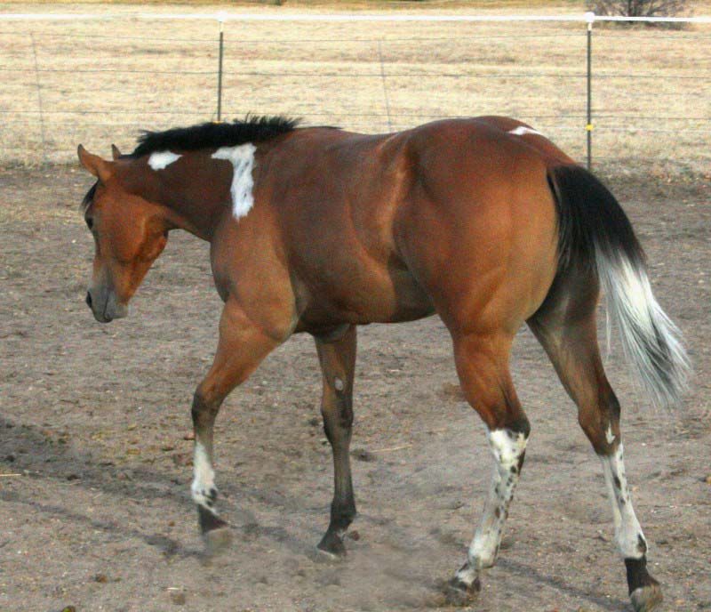 Mighty Clue APHA Stallion