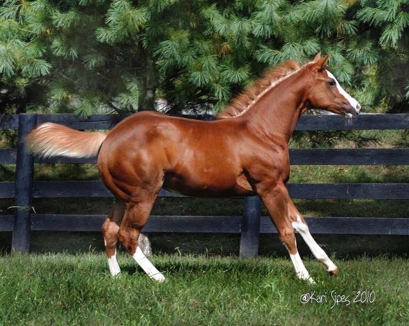 Mighty Clue APHA Stallion