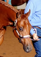 Clueceptionalyearling3