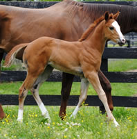 Cool Angel Eyes X Mighty Clue 051011 A