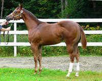 Dreamy Profile Large - Copy Op 800x640