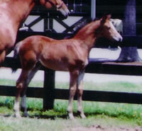 Foal1