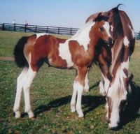 Foal3