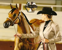 Pinto Congress Op 800x645