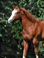 ADSC 0054 Op 800x1063